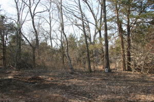 Great View of Sunrise and Bull Shoals Lake. Nice cabin site. Ask about owner financing.