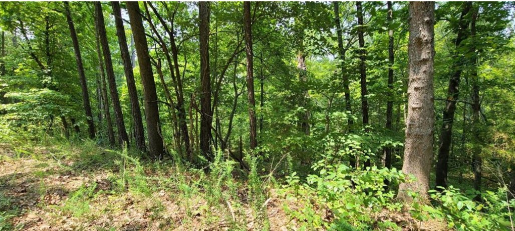 Looking for land look no further!!! Be the first on this cul-de-sac Beautiful .39 lot in Bella Vista.