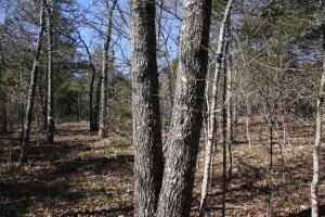 Bull Shoals Lake! End of the road location, with 1,000 feet of Corp of Engineer frontage. Off Grid. Easy walk to the waters edge. Wooded 10.38 acres Marion County, Yellville-Summit School District.