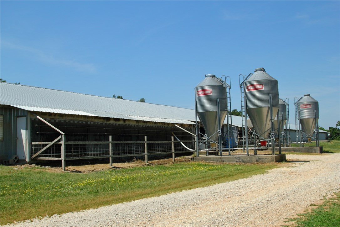 Chicken Ridge - Farm