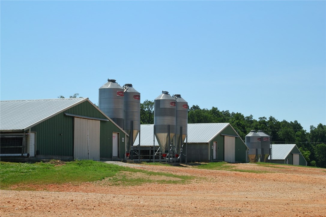 Chicken Ridge - Farm