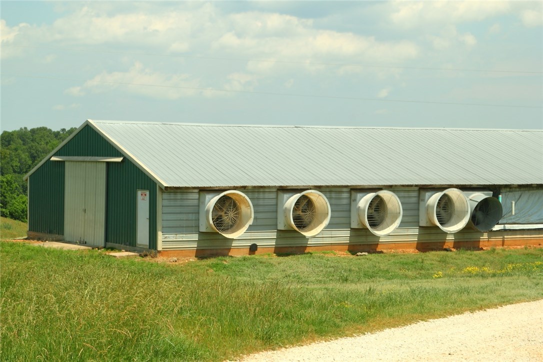 Chicken Ridge - Farm