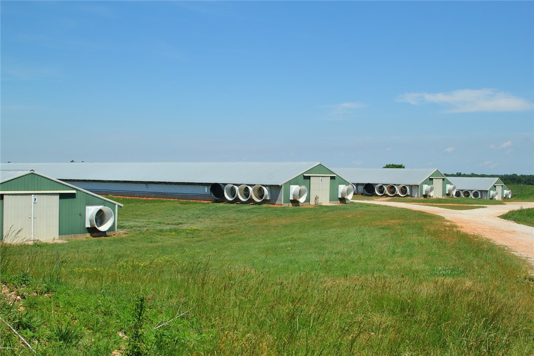 Chicken Ridge - Farm