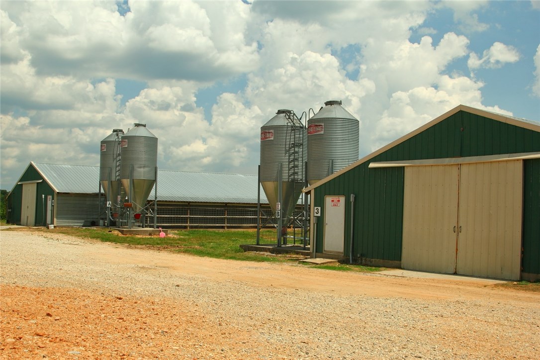 Chicken Ridge - Farm