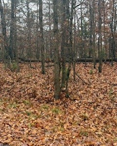 Nelson Sub Bvv - Land