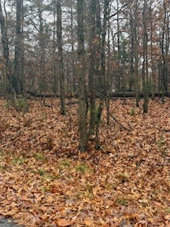 Nelson Sub Bvv - Land