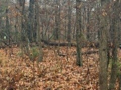 Nelson Sub Bvv - Land