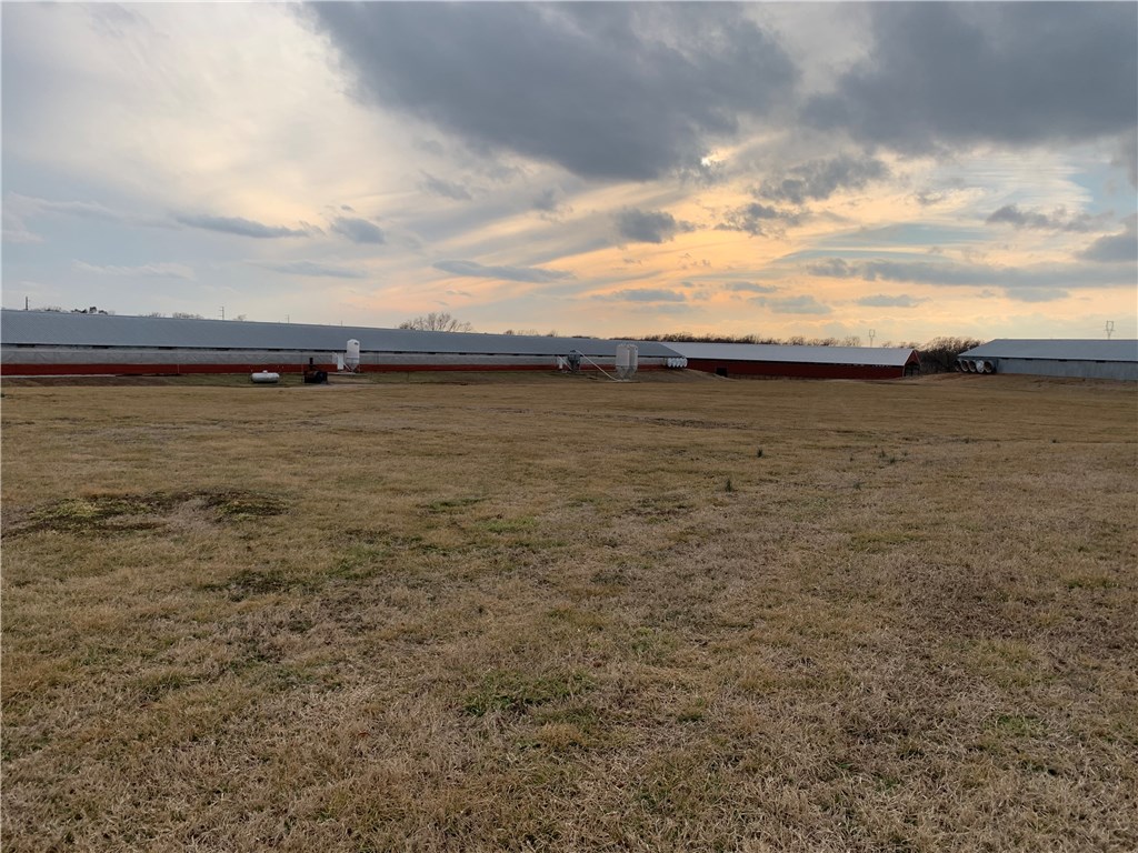 EGGS AND MORE EGGS - Farm