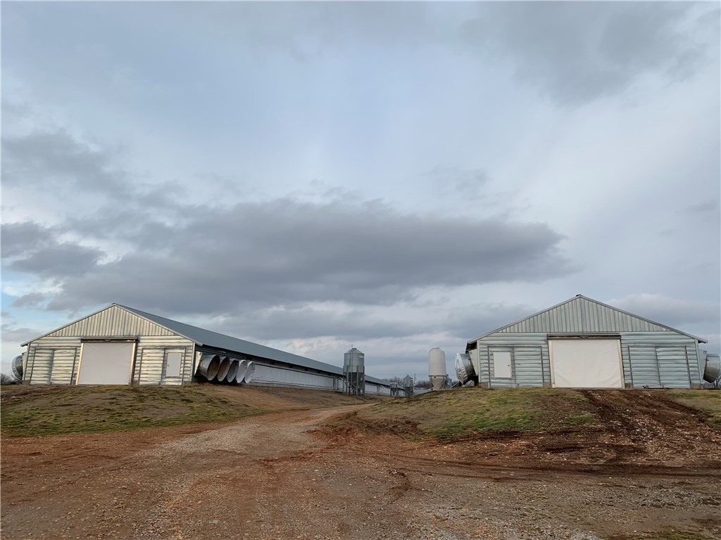 EGGS AND MORE EGGS - Farm