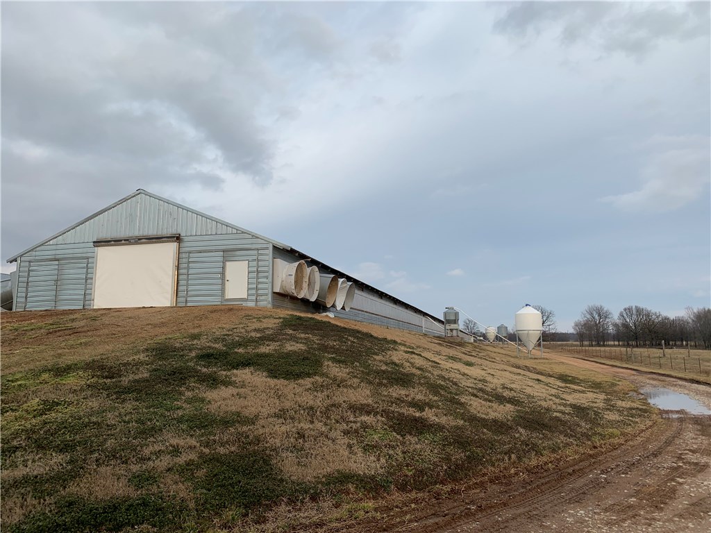 EGGS AND MORE EGGS - Farm