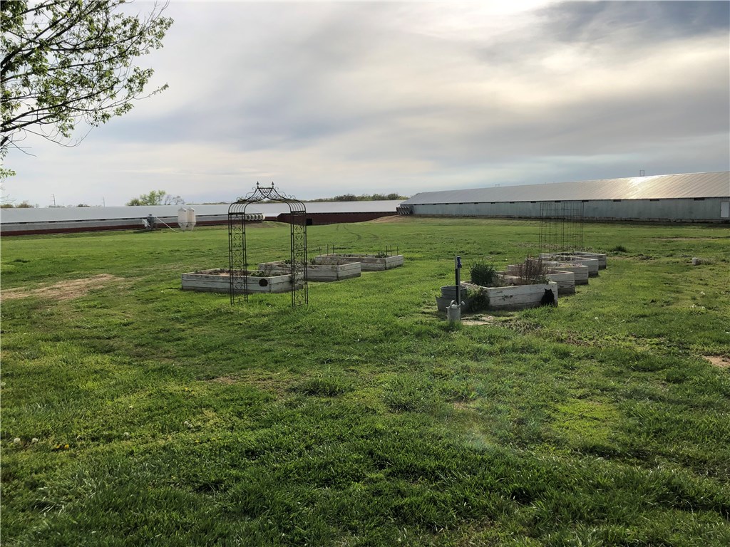 EGGS AND MORE EGGS - Farm