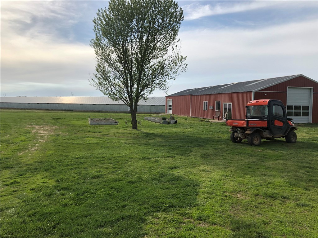 EGGS AND MORE EGGS - Farm