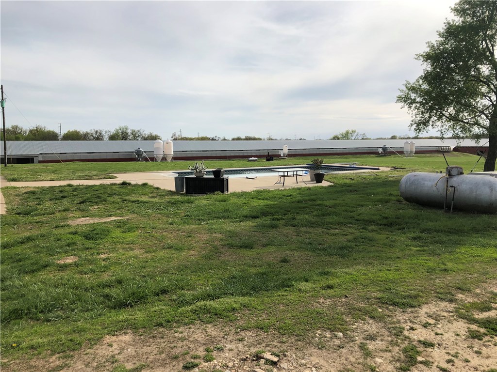 EGGS AND MORE EGGS - Farm