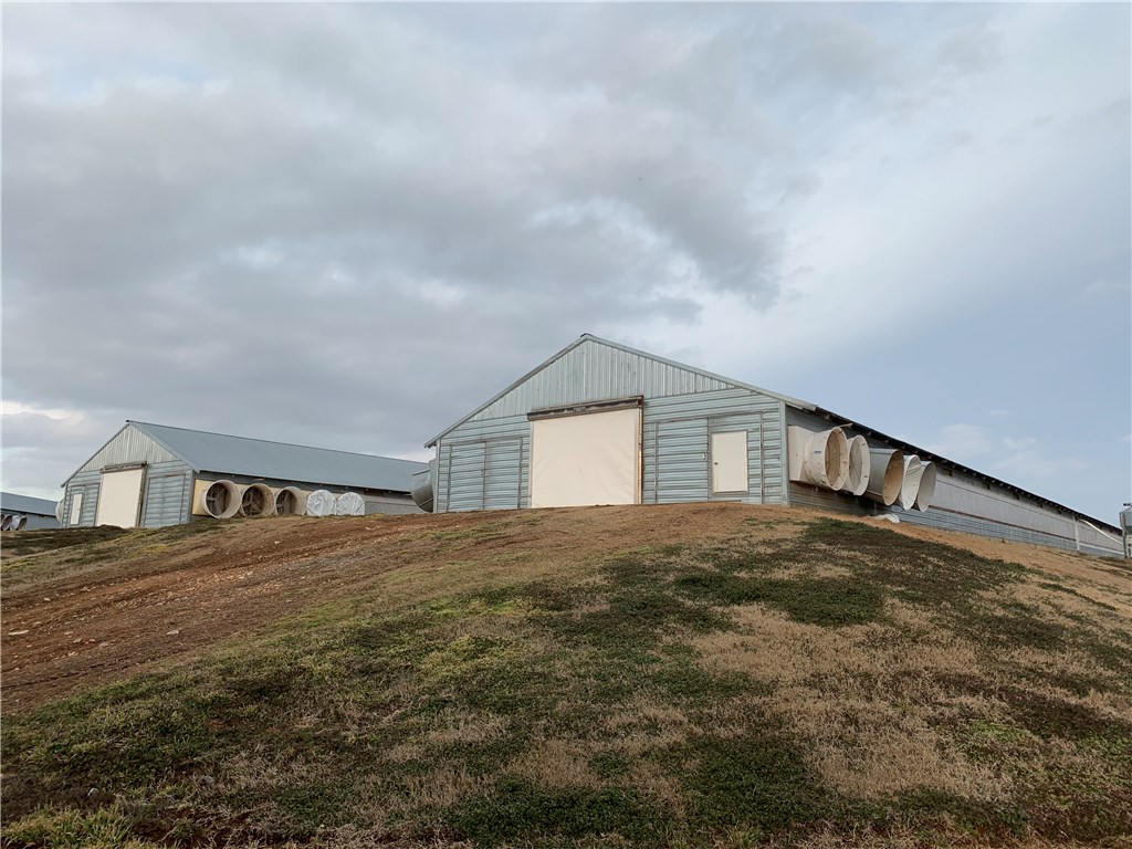 EGGS AND MORE EGGS - Farm