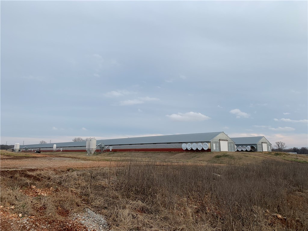 EGGS AND MORE EGGS - Farm