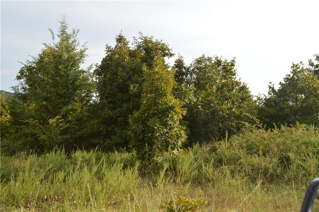 This property is ready to be cleared and developed for your private homestead retreat. Awesome view to the South and mountains. A pond is located at the back of the property. The land is mostly level with very slight grade to the South.