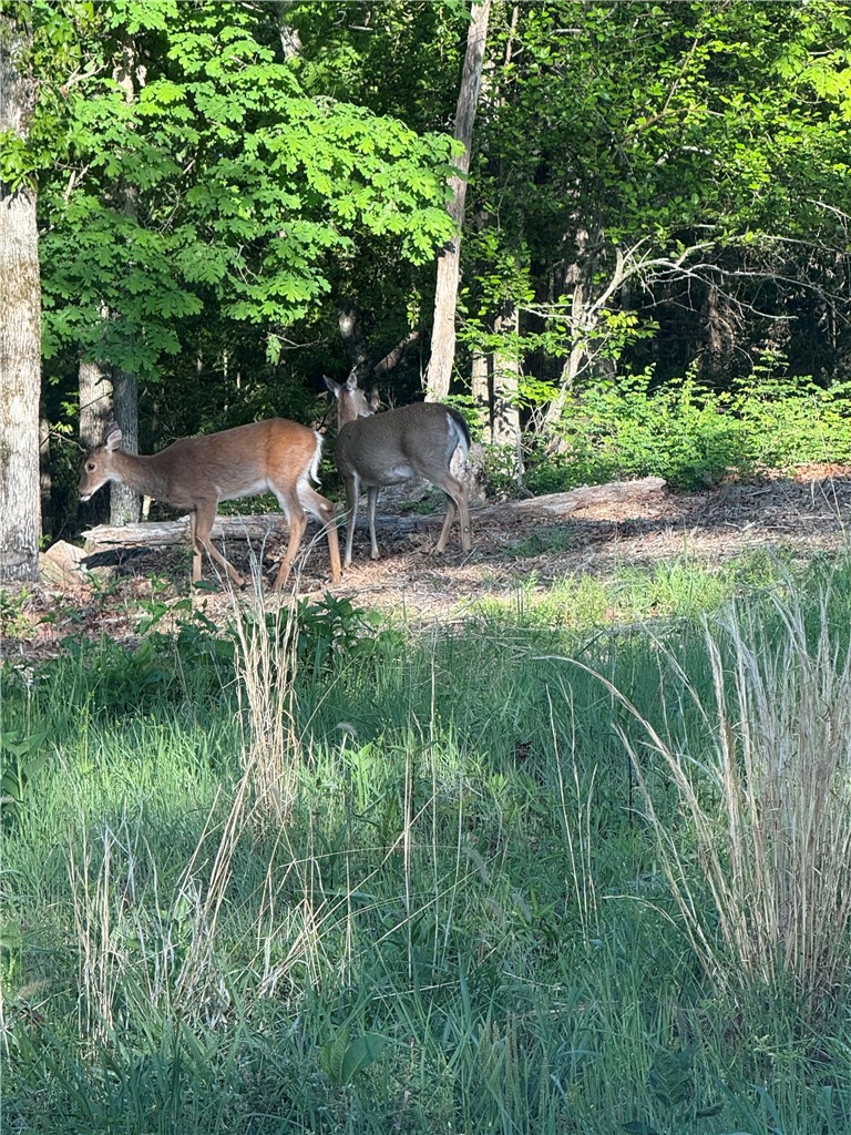 Angus Sub Bvv - Land