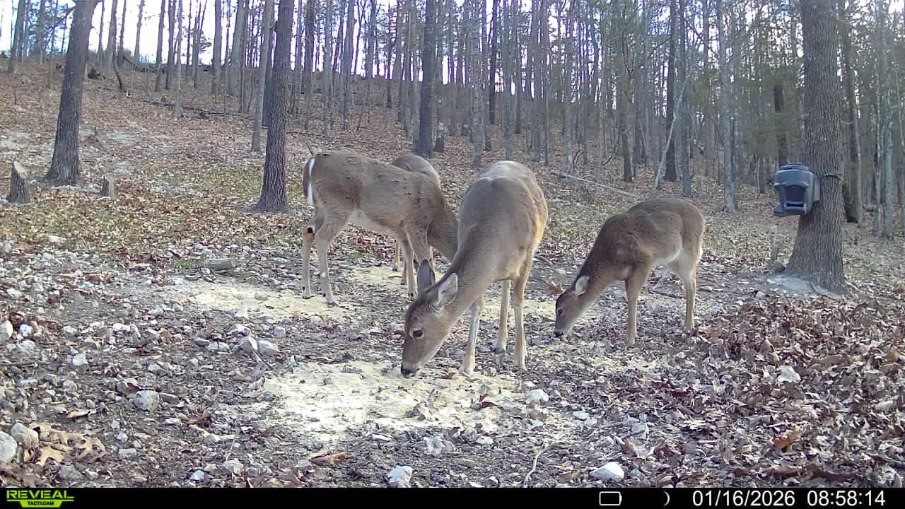 FOREST RIDGE - Residential