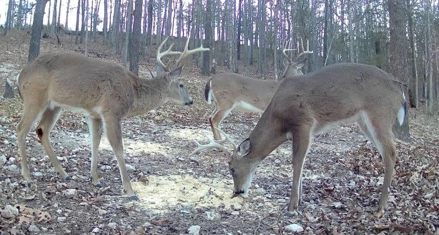 FOREST RIDGE - Residential