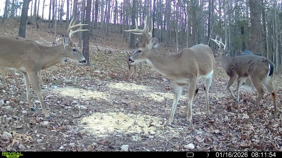 FOREST RIDGE - Residential