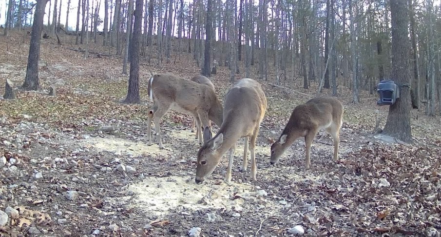 FOREST RIDGE - Residential