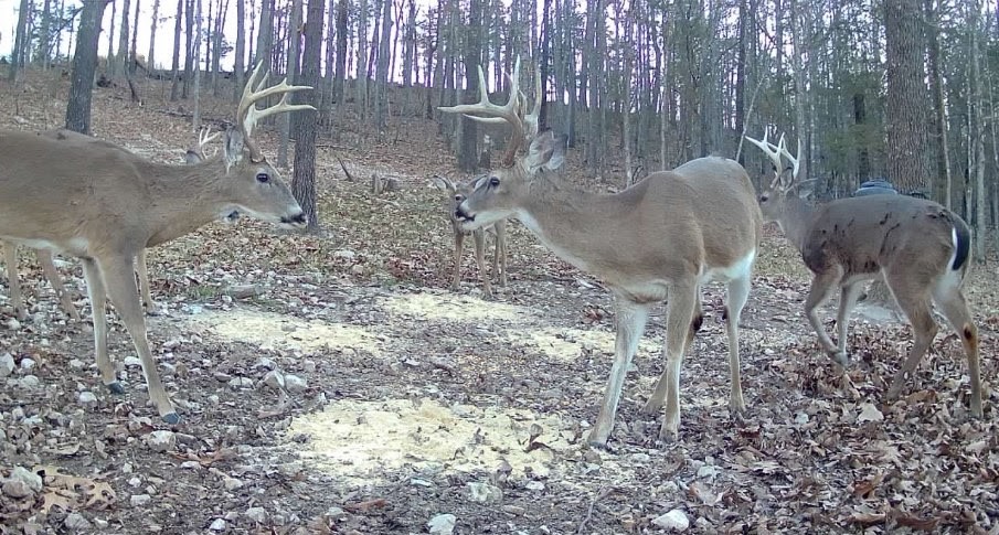 FOREST RIDGE - Residential