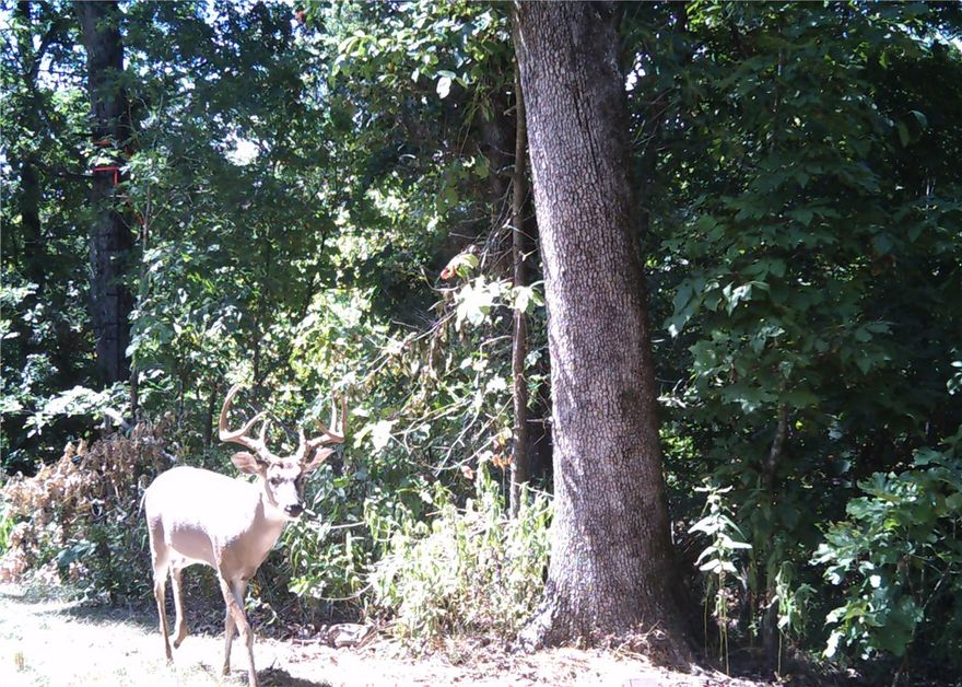 Gorgeous property offering 56.83 beautiful acres! Old house needs to be torn down, however the existing slab and location cannot be beat. Beautiful wooded site is ideal for a custom build or a serene getaway. Offering excellent hunting and an abundance of diverse wildlife (deer, turkey, bear, bobcats, coyote, foxes), appealing to nature enthusiasts and hunters. Large 30' x 40' shop with 20-foot sidewalls and electricity is a huge value-add for projects, storage, or a business. It offers the best of both worlds—seclusion while being only 10 minutes to Gravette and approximately 30 minutes to Bentonville. Tons of potential with wonderful opportunity!