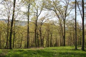 Great Mt. views, rural water, less than 3/4 mile to the Buffalo River National Park. Great building site.