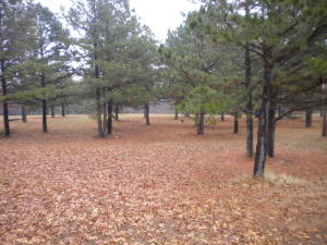 In the heart of the Ozark hills lies this gorgeous 3.15 acres M/L. This would be a great building site. Not far from the beautiful waters of Bull Shoals Lake and the hustle and bustle of Branson, MO.