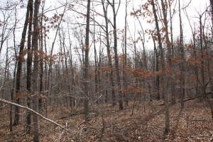Only 6 miles to Boxley Valley - 40 ac with views of Boxley Valley. This may be the one! Only 1 hour to Fayetteville Arkansas.