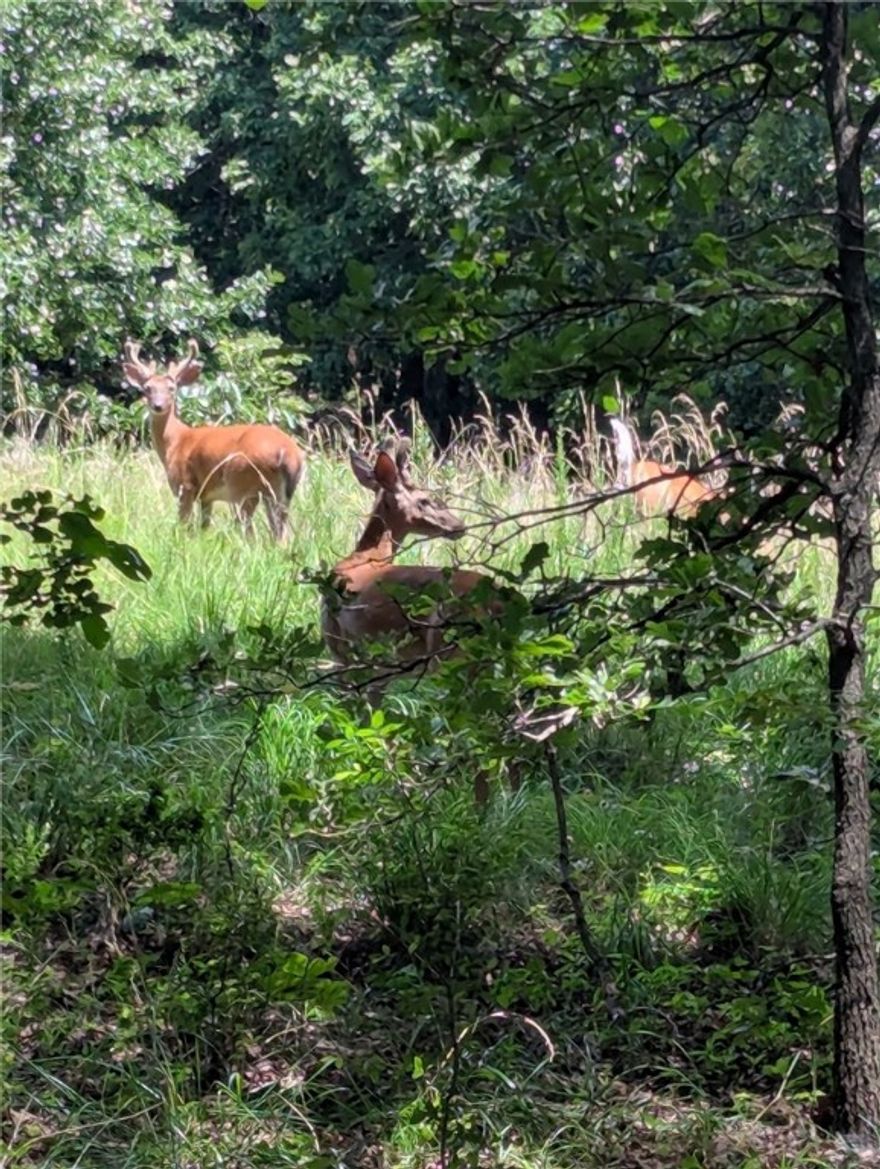 If you’ve been looking for a true Arkansas hunting property, this 40-acre tract in Madison County checks the boxes. The land offers excellent deer habitat with a strong mix of timber, natural cover, and terrain that naturally funnels wildlife movement, making it well suited for stand locations and food plot potential.

The property includes two livable homes with electricity on, providing on-site lodging for a rugged outdoorsman, hunting camp, or private retreat. While nothing fancy, the homes are usable as-is and allow you to sleep on the property immediately. A hands-on buyer may choose to make cosmetic or handyman-level updates over time, but the setup is functional in its current condition.

The tract is private and secluded, located in a strong hunting area, and is being sold as-is with no repairs. The property offers a rare combination of acreage and shelter that is becoming increasingly difficult to find in Madison County.