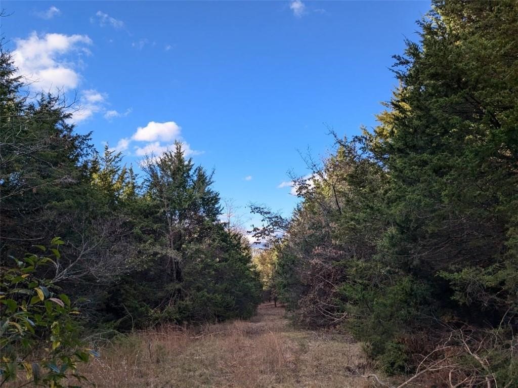 Pine Tree