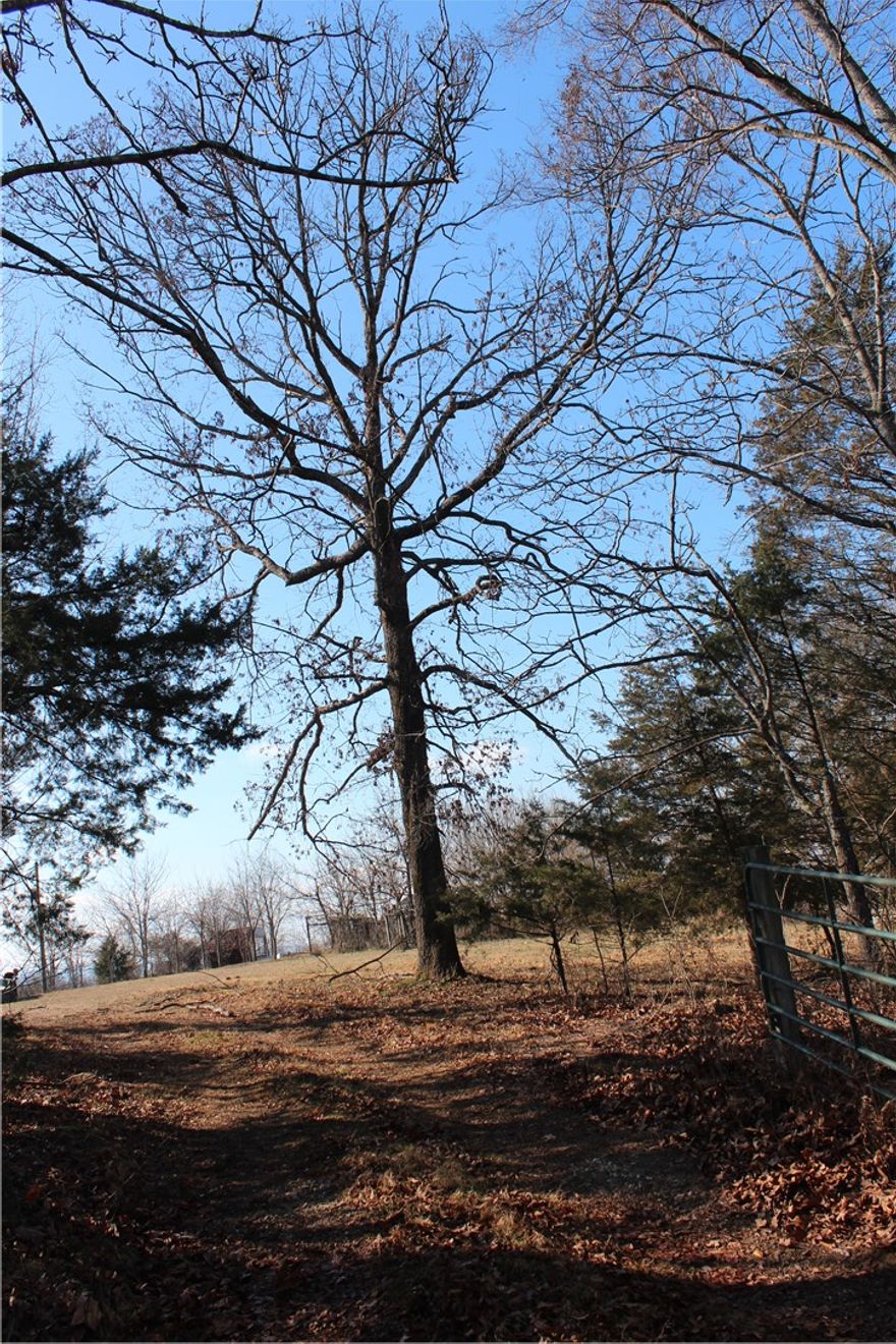 This exceptional 80+/- acre property is situated at the end of Fallen Tree Road. The cleared summit offers expansive views of the surrounding mountains, with the current owners reporting visibility of weather patterns hundreds of miles in advance of their arrival. An extensive trail system ensures the property is easily traversable. The majority of the acreage is encompassed by mature hardwood timber. Featuring a mix of ridge tops and draws, this location is ideal for hunting.

The property is well-suited for either a hunting retreat or the site of a permanent residence. Essential infrastructure includes on-site electricity and a developed spring, with rural water access also available nearby. Water storage is addressed with a 300-gallon cistern at the spring and a 1,000-gallon cistern located at the highest elevation. Furthermore, the site includes a 1,500-square-foot concrete slab, suitable for a home, workshop, or barn, alongside a buried 1,000-gallon propane tank positioned adjacent to the slab.