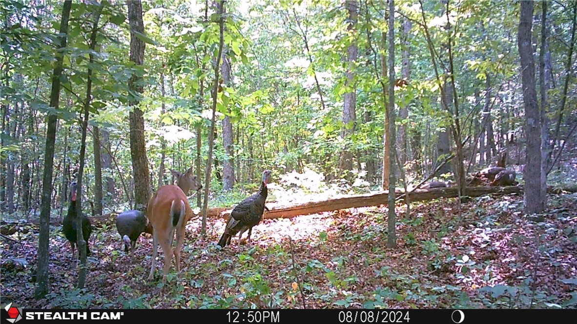 This is the piece that everyone looks for! Inexpensive 40-acre hunting tracts never last long. This property is secluded and while it does have some rugged terrain, there are large areas that are gently sloping which could be prepped for food plots, building sites, and more! The west side of the property has an existing road that runs through several partially cleared areas. With just minimal work and some clearing on existing trails, you could have access to most of this 40-acre tract. The south side of the property has an old logging road that will lead you up to a beautiful patch of open timber. I can already envision a buck cruising that area this fall or a gobbler next spring! As you walk the property, you will notice all the sign. From heavily used game trails to rubs and "feed trees" along with a spring-fed wet weather creek, this property has everything you are looking for at an affordable price. Once you come view this property, I’m confident you will be able to see the value!