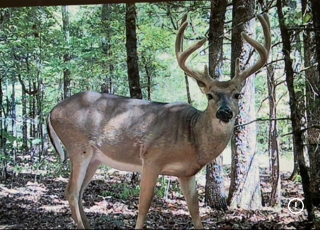 Hunterās Paradise in the Heart of Arkansas!
This 160-acre property is a proven producer for serious hunters, offering exceptional deer and turkey opportunities with consistent sightings of 5ā6 longbeards annually and mature bucks roaming the land. Abundant wild pigs and even bear create year-round hunting potential. The property is turnkey, featuring established food plots and strategically placed stands, allowing you to hunt immediately. Its diverse terraināranging from flat, open sections to rugged, rocky areas reminiscent of Devilās Den State Parkāoffers varied hunting scenarios and scenic beauty. Approximately 120 wooded acres provide dense cover and habitat, while 40 cleared acres are ideal for food plots, shooting lanes, and open hunting. A natural creek and swimming hole enhance wildlife sustainability and recreation. This unique property delivers a thriving ecosystem, proven hunting success, and unmatched outdoor experiencesātruly a rare opportunity to own premier hunting land in the Natural State.