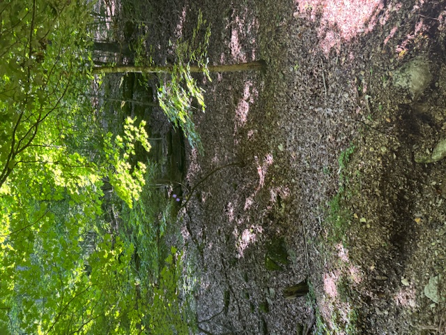 Timber Lake Estates - Land