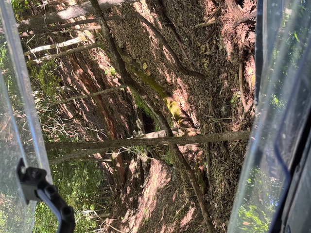 Timber Lake Estates - Land