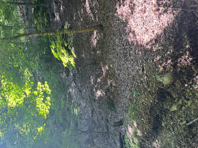 Timber Lake Estates - Land