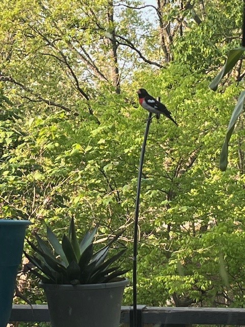 Avondale Sub 2 Bvv - Residential