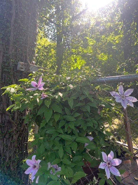 Avondale Sub 2 Bvv - Residential