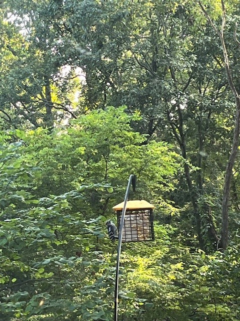 Avondale Sub 2 Bvv - Residential