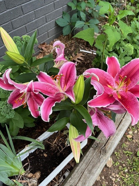 Avondale Sub 2 Bvv - Residential