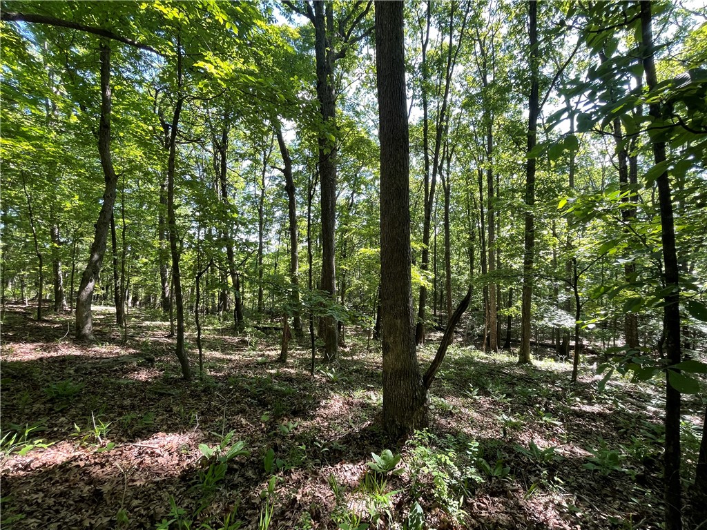 Pending before print. Escape to your own private wilderness with this 158-acre gem nestled in the heart of the countryside. Whether you’re a hunter, investor, or nature lover, this rare tract offers the perfect blend of virgin timber, breathtaking views, and total seclususion.