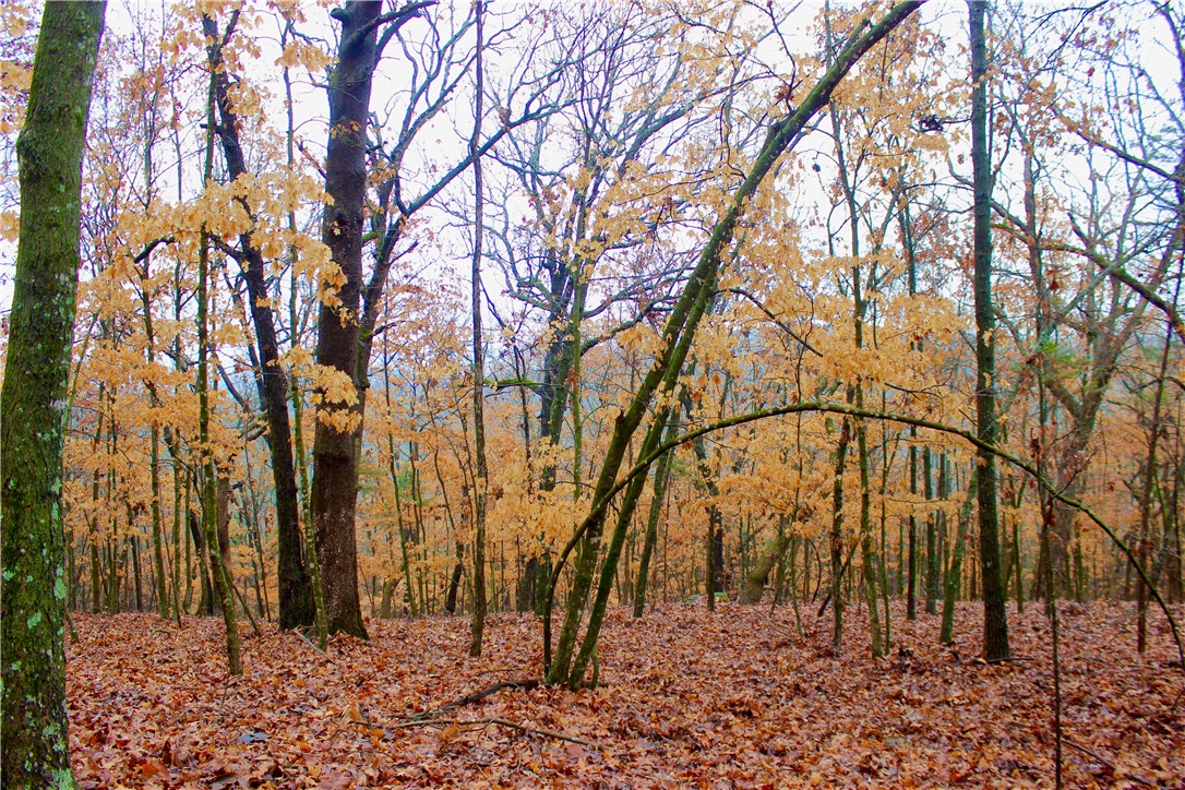 Escape to your own private sanctuary with this surveyed 20.19+/- acre property, a rare find offering a blend of natural beauty, peace, and versatility. Nestled amidst a canopy of oak, cedar, and pine timber, this land boasts stunning mountain views, a wet-weather creek, and abundant wildlife, making it a paradise for nature lovers and outdoor enthusiasts. With no restrictions, this property invites you to create the retreat or home of your dreams, whether itās a hunting cabin, a homestead, or a weekend getaway.
Access is effortless with a deeded private road and a utility easement in place, ensuring convenience without compromising seclusion. This property features multiple potential build sites, allowing you to take full advantage of the panoramic views and natural surroundings. The landās rich habitat offers excellent hunting opportunities, enhancing its appeal for outdoor recreation. Located 14 minutes from Table Rock Lake / Eagle Rock Marina, Eureka Springs is 25 minutes away, Berryville is 18-minute.