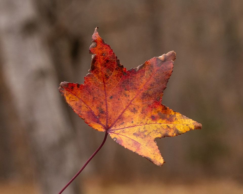 Dutchmans 7th Add Rurban - Land