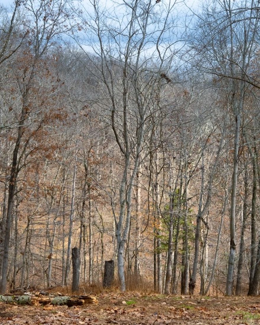 Here is your perfect building site, almost 1 acre on a quiet cul-de-sac 5 minutes from Prairie Creek park and Marina, 10 Minutes to Rogers and Iron Horse Coffee Company!  This lot perc tested for a 3 or 4 bedroom home, with gas, water and electricity at the road.  Build for your growing family or just retire to peaceful Prairie Creek east of Rogers and near beautiful Beaver Lake!