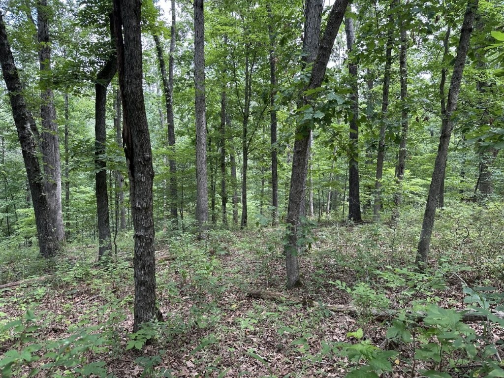 Build your dream home or invest in the beauty of Bella Vista! This 0.31-acre lot offers a serene setting with a gently sloping landscape - perfect for a variety of home styles. Located on a quiet street in the heart of Bella Vista, you'll enjoy peaceful surroundings while staying close to lakes, trails, golf courses and all the amenities the area has to offer.