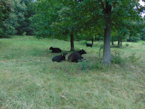 Improvement Only - Land