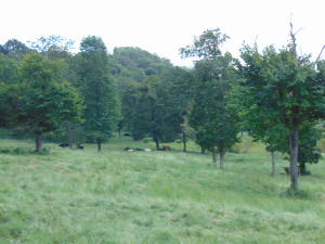 Improvement Only - Land