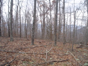 Large lot on Asia Point. Great place for a home with a Big VIEW. Half mile off Hwy 7. Build your winding driveway to the back of this lot to access view and have the privacy you want.